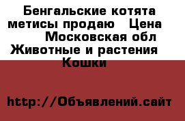 Бенгальские котята-метисы продаю › Цена ­ 500 - Московская обл. Животные и растения » Кошки   